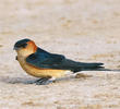 Red-rumped Swallow (Male)