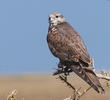 Saker Falcon