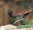 Spotted Crake (Breeding plumage)