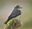 Spotted Flycatcher