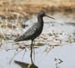 Spotted Redshank (Breeding plumage)