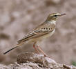 Tawny Pipit 