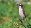 Turkestan Shrike (male)