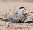 White-cheeked Tern (With fledgling)