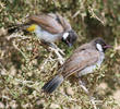 White-eared Bulbul