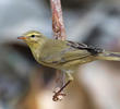 Willow Warbler