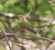 Wood Warbler