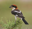 Woodchat Shrike (Male)