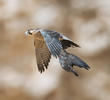 Barbary Falcon (Immature - UAE)