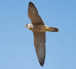 Barbary Falcon (Immature - UAE)