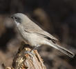 Desert Whitethroat (UAE)