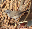 Desert Whitethroat (UAE)