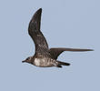 Long-tailed Skua (Immature, UAE)