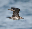 Long-tailed Skua (Immature, UAE)