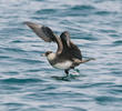 Pomarine Skua (UAE)