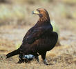 Golden Eagle