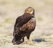 Lesser Spotted Eagle