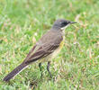 Eastern Black-headed Wagtail (female, INDIA)