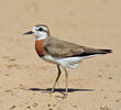 Caspian Plover (Breeding plumage)