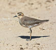 Caspian Plover (Female)