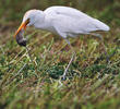 Western Cattle Egret (eating mouse)