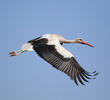 Western White Stork