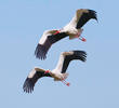 Western White Stork