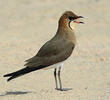 Black-winged Pratincole