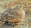 Chestnut-bellied Sandgrouse (Female)