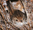 Graceful Prinia (in nest)