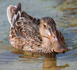 Northern Shoveler (Female)