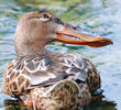 Northern Shoveler (Female)