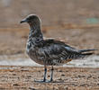 Pomarine Skua (Immature)