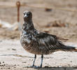 Pomarine Skua (Immature)