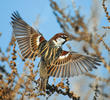 Spanish Sparrow (Male)