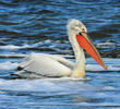 Dalmatian Pelican (Breeding plumage, GREECE)