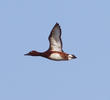 Ferruginous Duck (Male, GREECE)