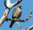 Peregrine Falcon (Immature, GREEECE)