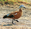 Ruddy Shelduck (Female, GREECE)