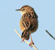 Zitting Cisticola (GREECE)