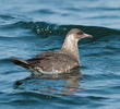 Arctic Skua (Immature, UAE)