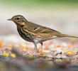 Olive-backed Pipit (UAE)