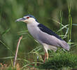 Black-crowned Night Heron