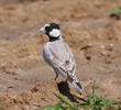 Black-crowned Sparrow-Lark (Male)