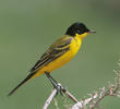 Black-headed Wagtail (Male)