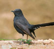 Black Scrub Robin