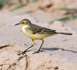 Blue-headed Wagtail (Female or immature)