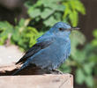 Blue Rock Thrush (Male)