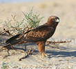 Booted Eagle (Dark morph)