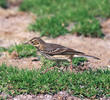 Buff-bellied Pipit